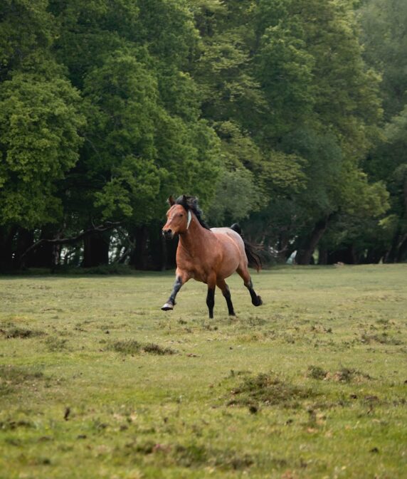 New Forest stallions released for 2026 season