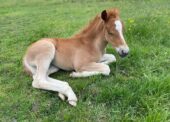 New Forest foal season approaching