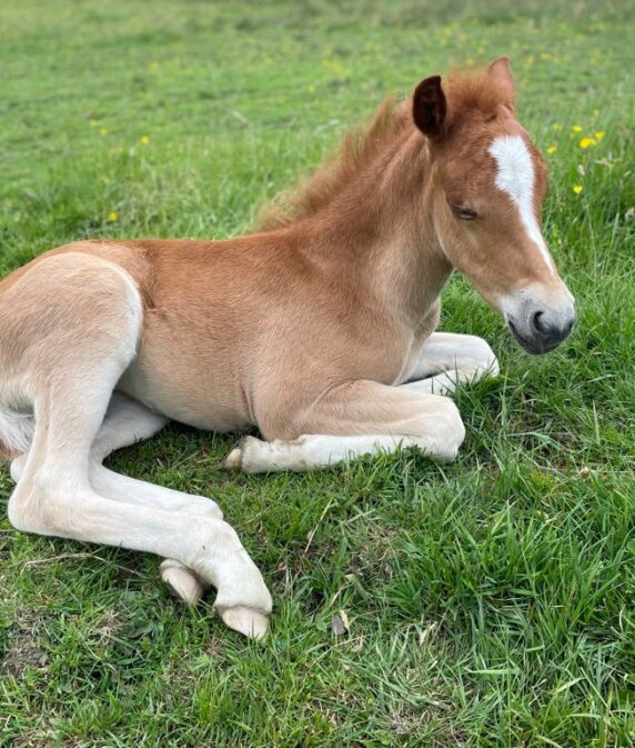 New Forest foal season approaching