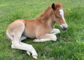 New Forest foal season approaching