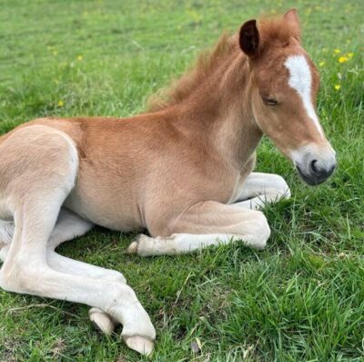 New Forest foal season approaching