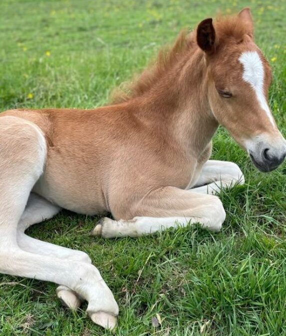 New Forest foal season approaching
