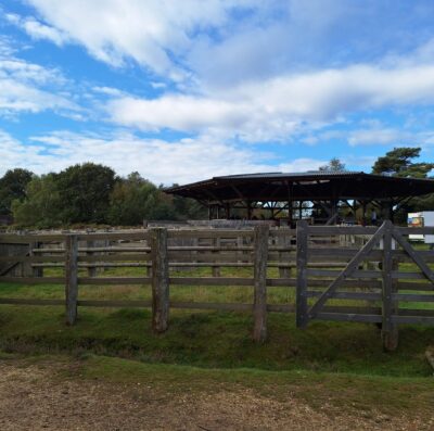 Upkeep of Beaulieu Road saleyard by New Forest Livestock Society is ‘no mean task’