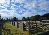 October Beaulieu Road pony sales cancelled