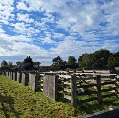 October Beaulieu Road pony sales cancelled