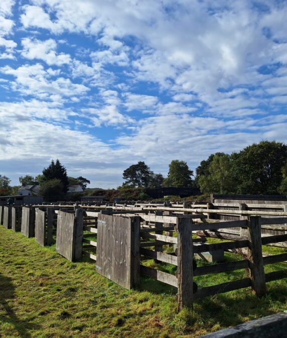 October Beaulieu Road pony sales cancelled
