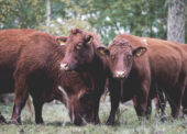 Commoners and livestock benefit from New Forest Trust grants