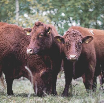 Commoners and livestock benefit from New Forest Trust grants