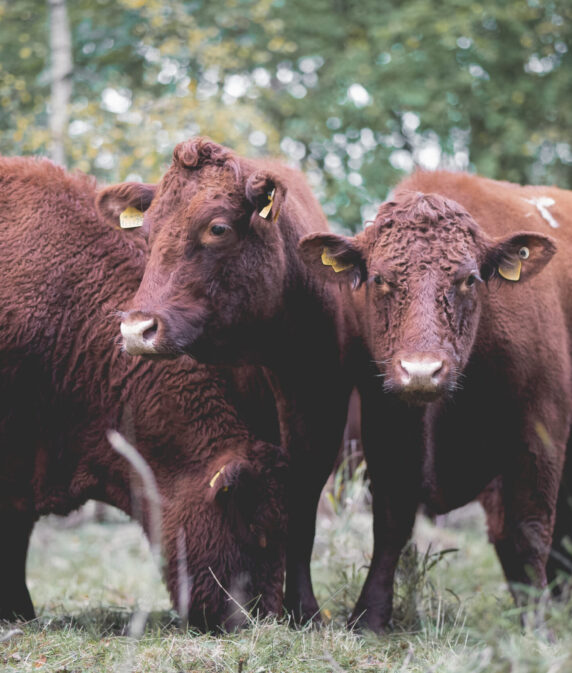 Commoners and livestock benefit from New Forest Trust grants