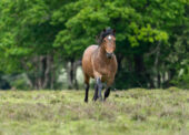 Watch out, stallions about!