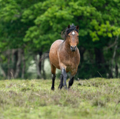 Watch out, stallions about!