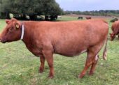 Entries open for 2025 Breed Show Cattle Classes – including new ‘Commoners Beef Herd’ Class
