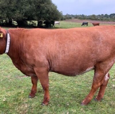Entries open for 2025 Breed Show Cattle Classes – including new ‘Commoners Beef Herd’ Class