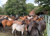 New Forest Drifts – what they are, why they take place and advice to public