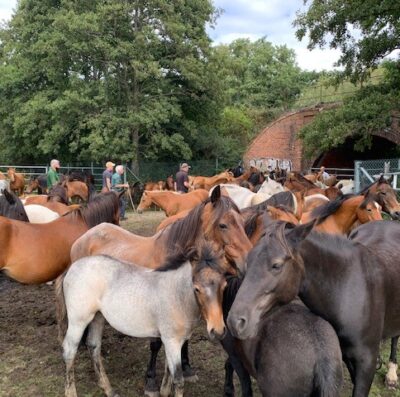 New Forest Drifts – what they are, why they take place and advice to public