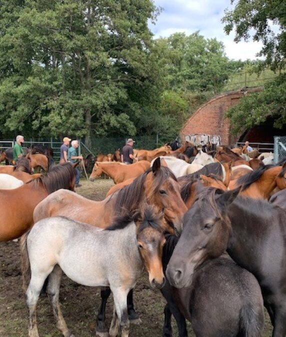 New Forest pony drifts to begin in October