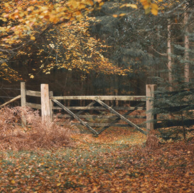 New Forest CDA Mid-Term meeting – save the date