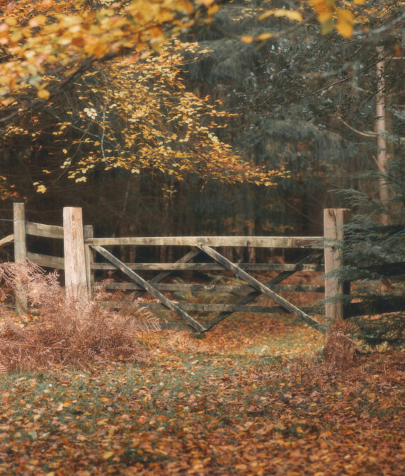 New Forest CDA Mid-Term meeting – save the date