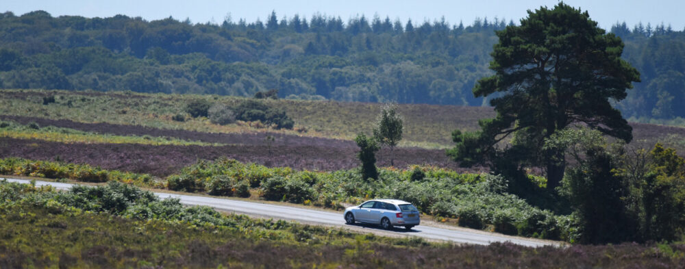 New Forest Drive Safe