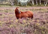 New Forest CDA 2026 calendar is out
