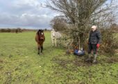 Salt licks placed around the New Forest to help protect livestock