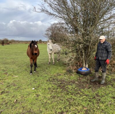 Salt licks placed around the New Forest to help protect livestock