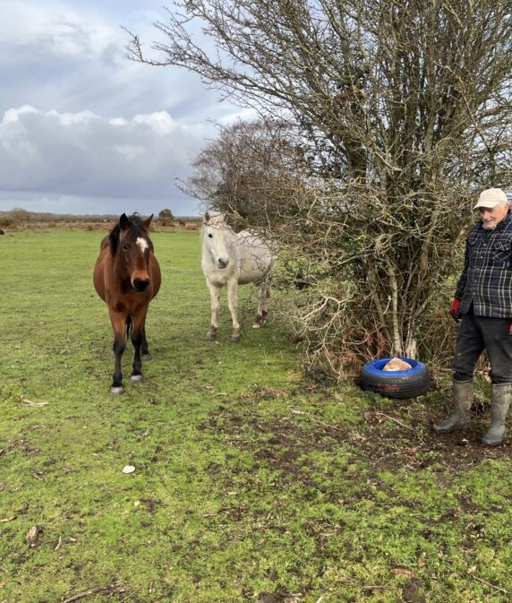 Salt licks placed around the New Forest to help protect livestock
