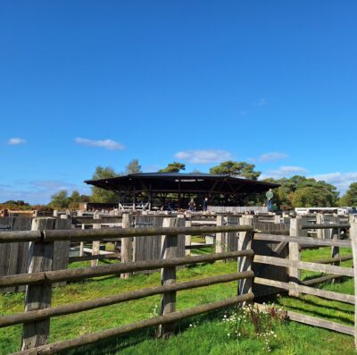 Discover the world of New Forest commoning with Young Commoners at Beaulieu Road sale yard