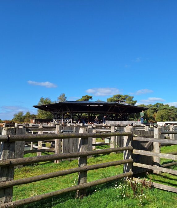 Discover the world of New Forest commoning with Young Commoners at Beaulieu Road sale yard