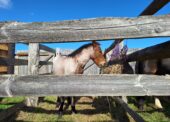 How the Beaulieu Road pony sales keep a New Forest commoning tradition alive