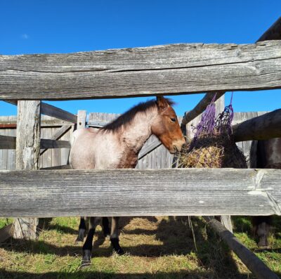 How the Beaulieu Road pony sales keep a New Forest commoning tradition alive