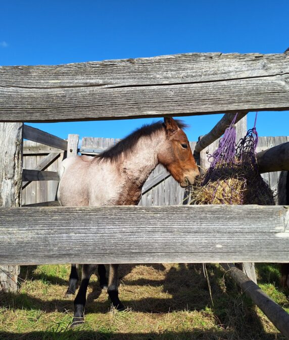 How the Beaulieu Road pony sales keep a New Forest commoning tradition alive