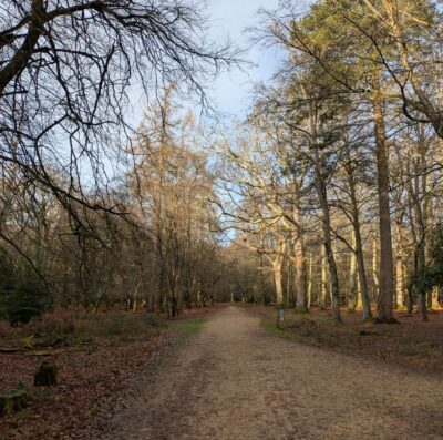 Happy New Year from the New Forest Commoners’ Defence Association