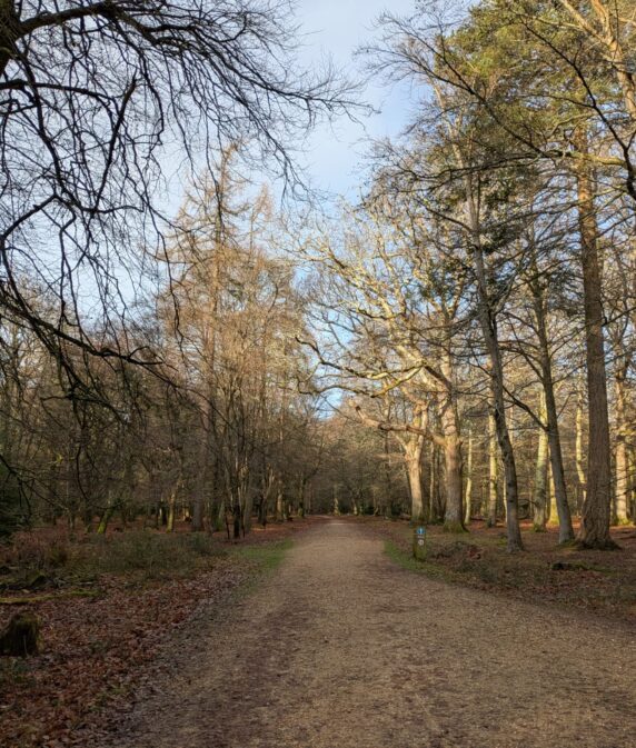 Happy New Year from the New Forest Commoners’ Defence Association