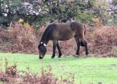 From drought to deluge: Head agister reflects on how New Forest Commoners’ livestock coped during challenging year