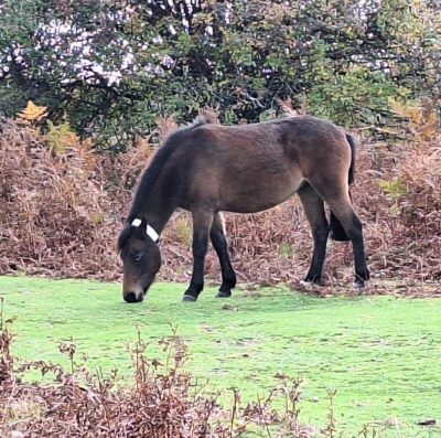 From drought to deluge: Head agister reflects on how New Forest Commoners’ livestock coped during challenging year