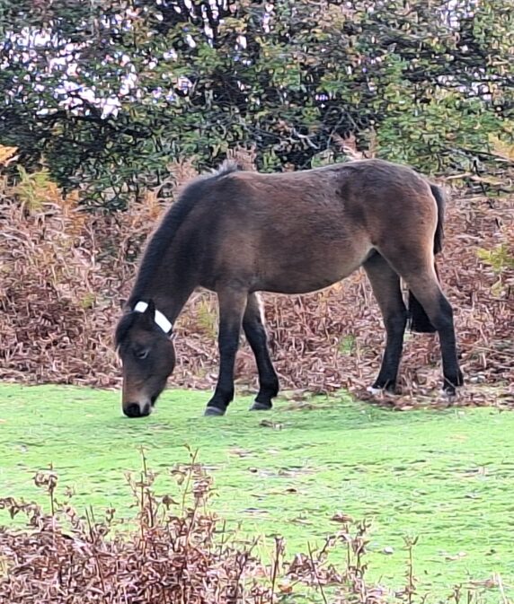 From drought to deluge: Head agister reflects on how New Forest Commoners’ livestock coped during challenging year