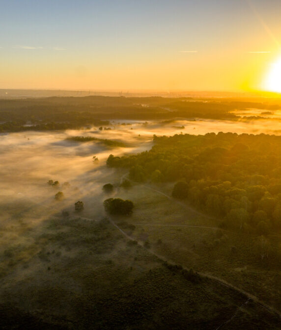Job opportunity to help shape future of New Forest commoning