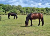 New Forest Drifts postponed after equine flu outbreak