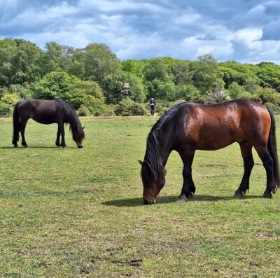 New Forest Drifts postponed after equine flu outbreak