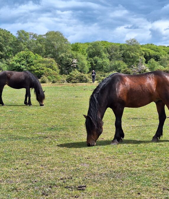 New Forest Drifts postponed after equine flu outbreak