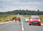 More than 50 businesses join New Forest Drive Safe campaign 