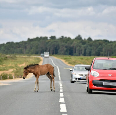 More than 50 businesses join New Forest Drive Safe campaign 