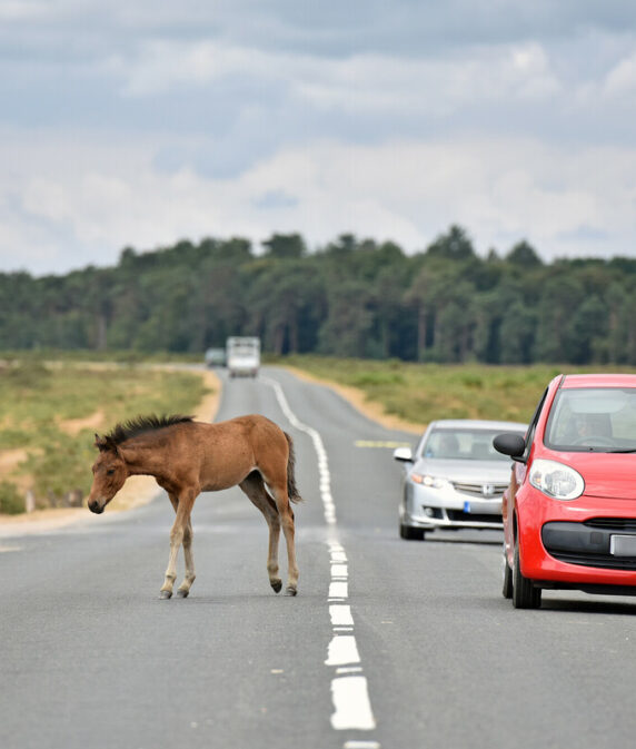 More than 50 businesses join New Forest Drive Safe campaign 