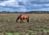 Save the date: New Forest CDA mid-term meeting