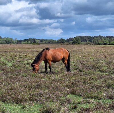 Save the date: New Forest CDA mid-term meeting