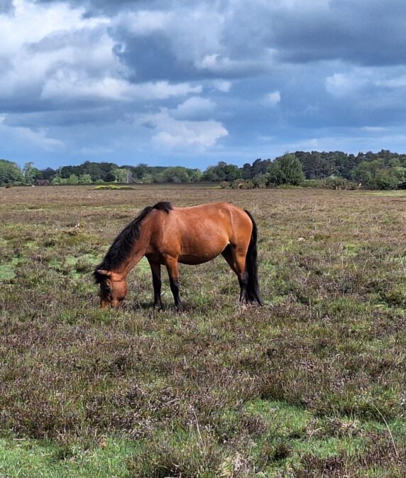 Save the date: New Forest CDA mid-term meeting