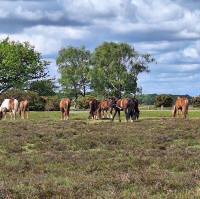 Why commoning matters to the New Forest
