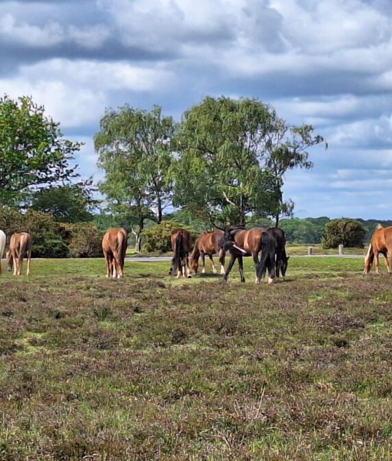Why commoning matters to the New Forest