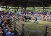 Beaulieu Road pony sale changes announced